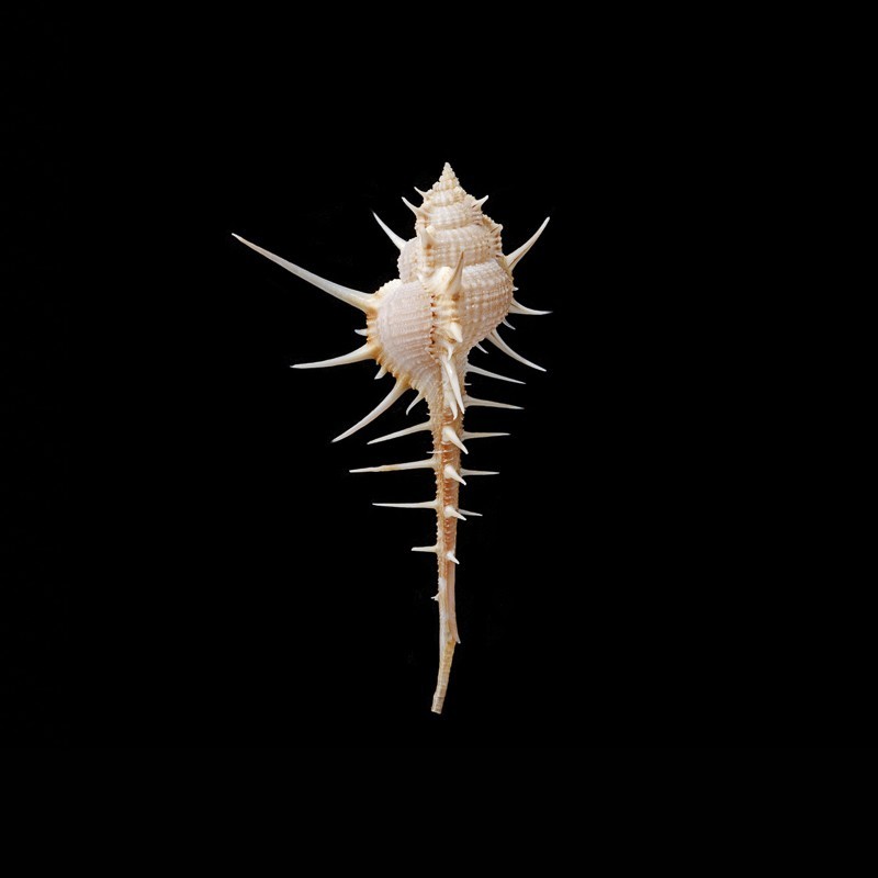 tenuirostrum 1
