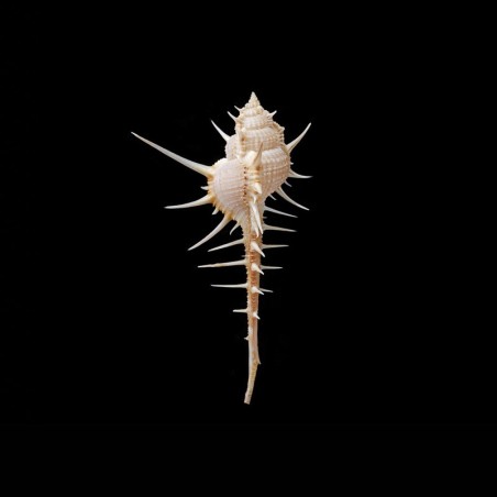 tenuirostrum 1