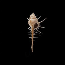 tenuirostrum 1