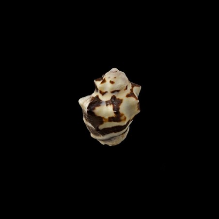 thais tuberosa 1