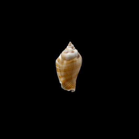 gibberulus 1