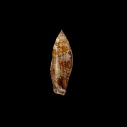 terebellatus 1