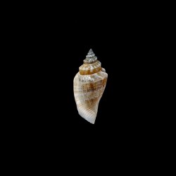 urceus incisus 1