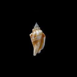 urceus incisus 1