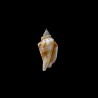 urceus incisus 1