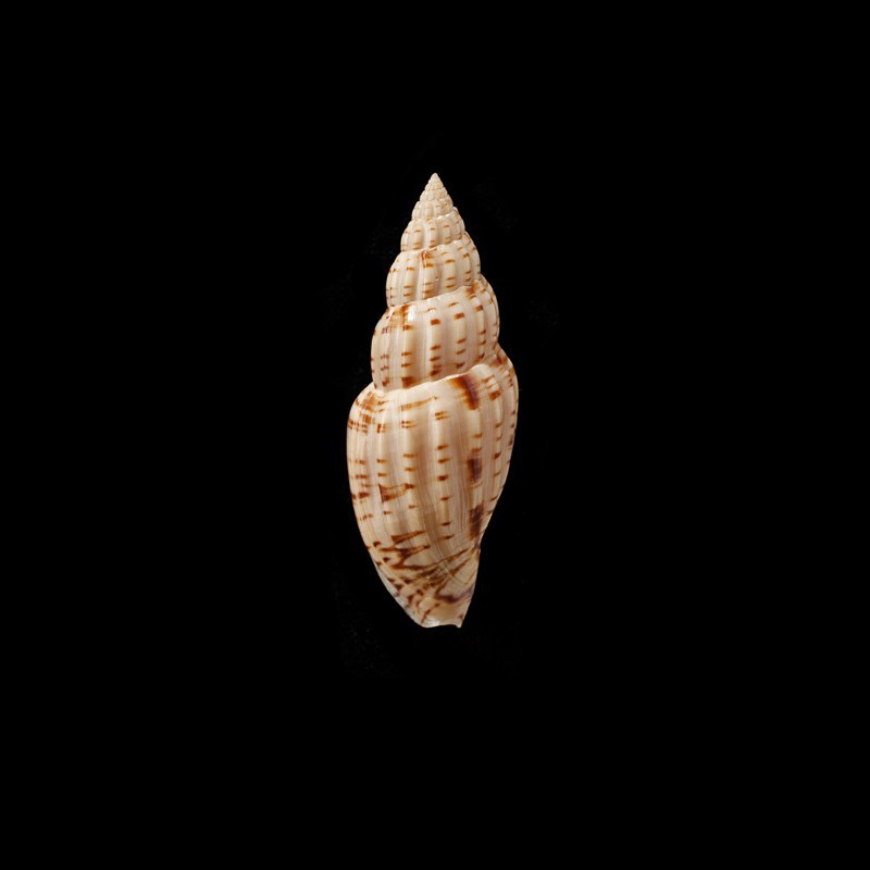 boholensis 1