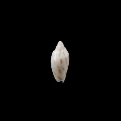 canaliculata harfordi 1