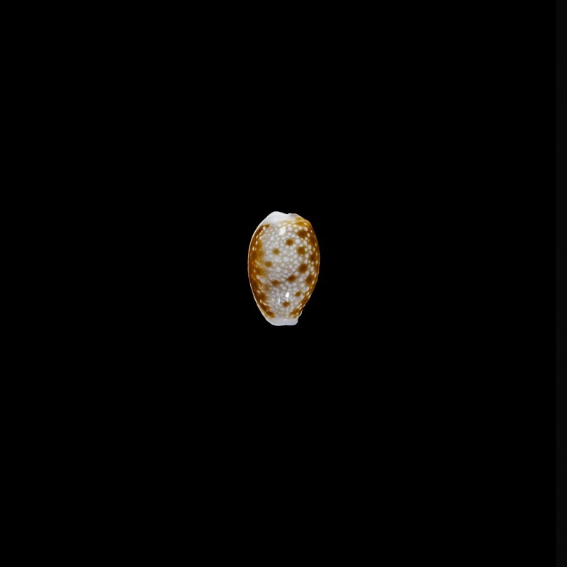 helvola argella 1