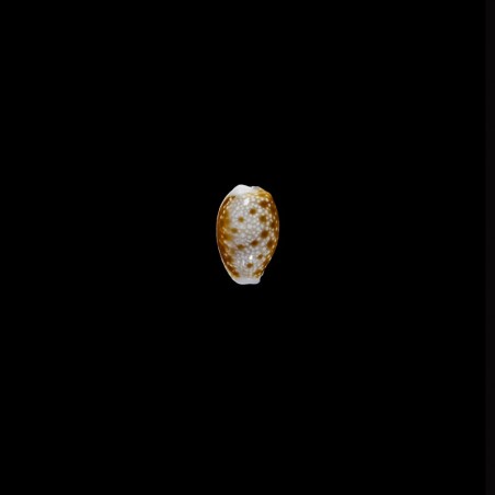 helvola argella 1