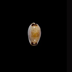 gangranosa reentsii 2