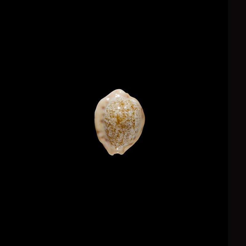 coloba greegori 1