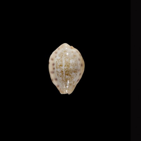 coloba greegori 3