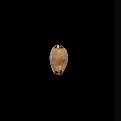 gangranosa reentsii 1