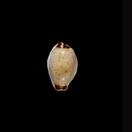 gangranosa 4