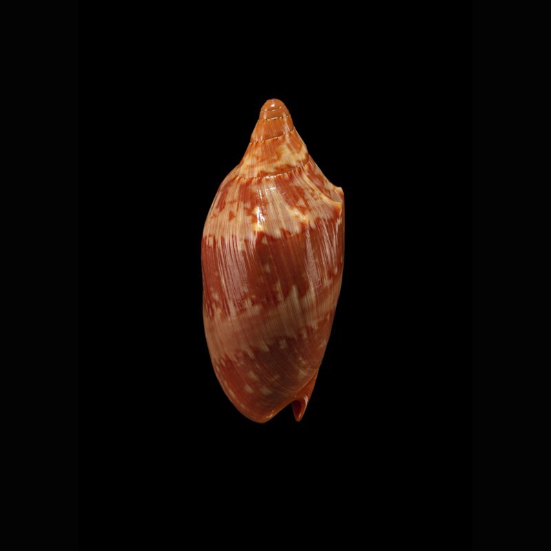 aulica 1
