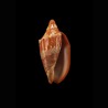 aulica 1