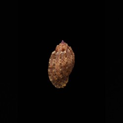 amouretta kolaceki 1