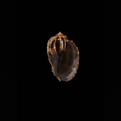 articularis 5