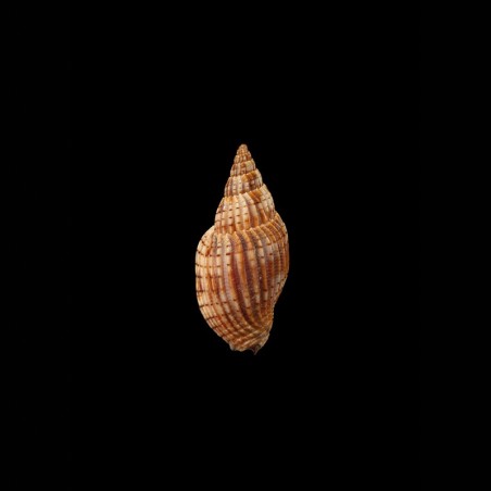 michardi 1