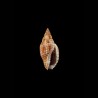 michardi 1