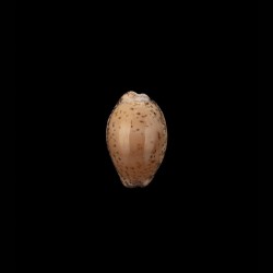 cinerea 1