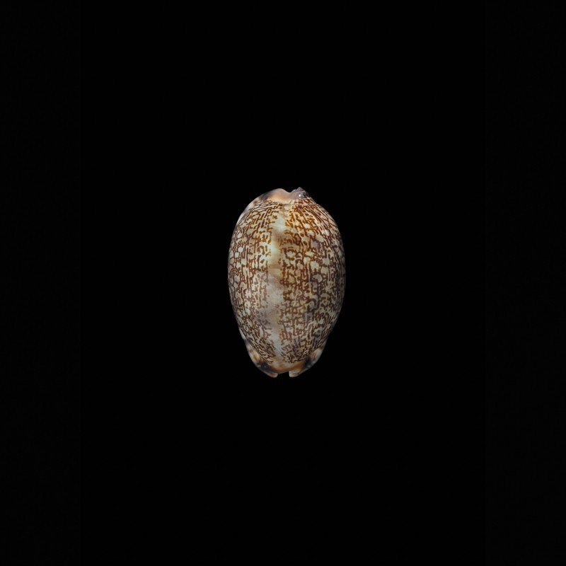 arabica asiatica 1