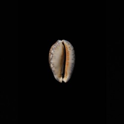 arabica asiatica 1