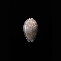 arabica grayana 1