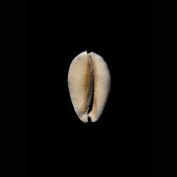 arabica grayana 1