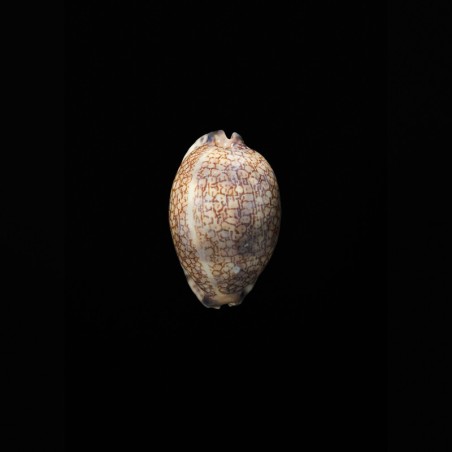 arabica grayana 2