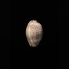 arabica grayana 2