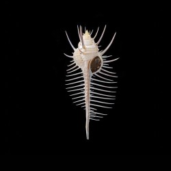 pecten 1