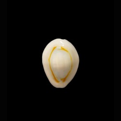 annulus 1