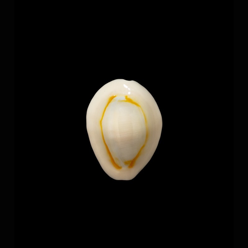 annulus 1