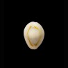 annulus 1