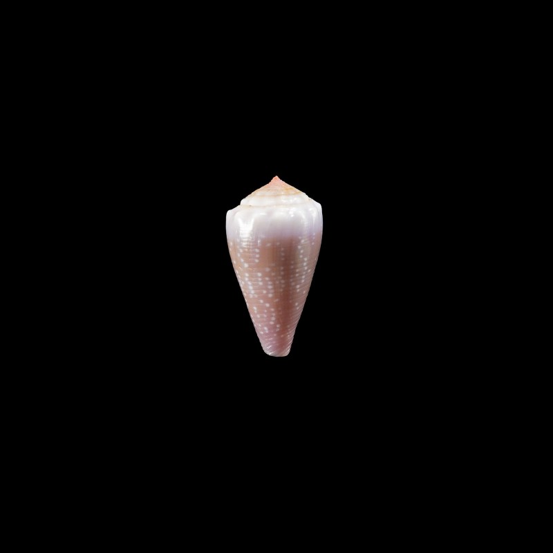 balteatus circumclausus 3