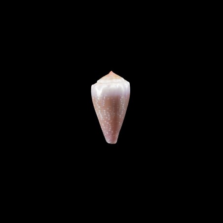 balteatus circumclausus 3