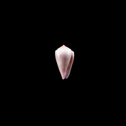 balteatus circumclausus 3