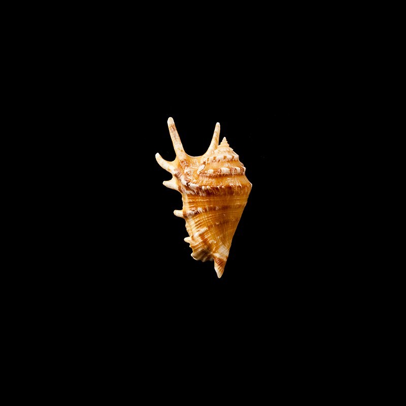 adamii 1