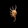 crocata 1