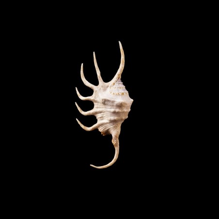 crocata 2