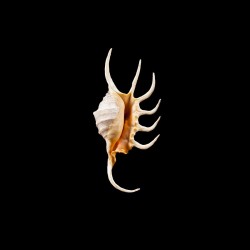 crocata 2