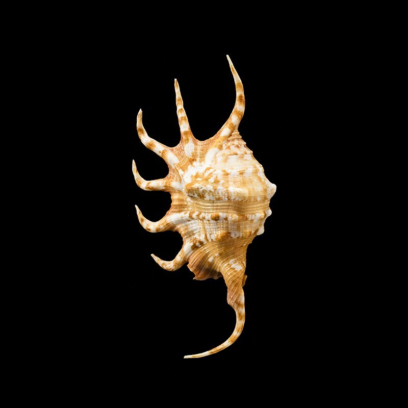crocata 3