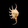 crocata 3