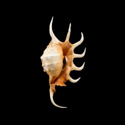crocata 3