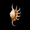 crocata 3
