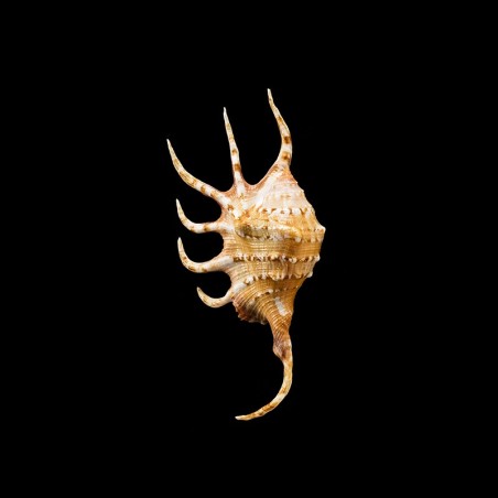 crocata 4