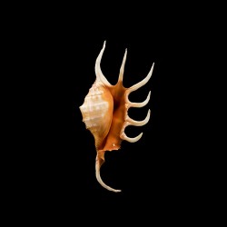 crocata 4