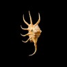 crocata  pilsbryi 1