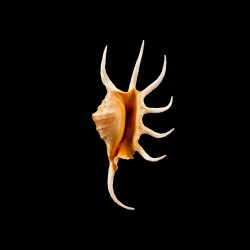 crocata  pilsbryi 1